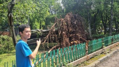 Cuaca Ekstrem Amputasi Pohon di Dharmawangsa, Akar Tercabut