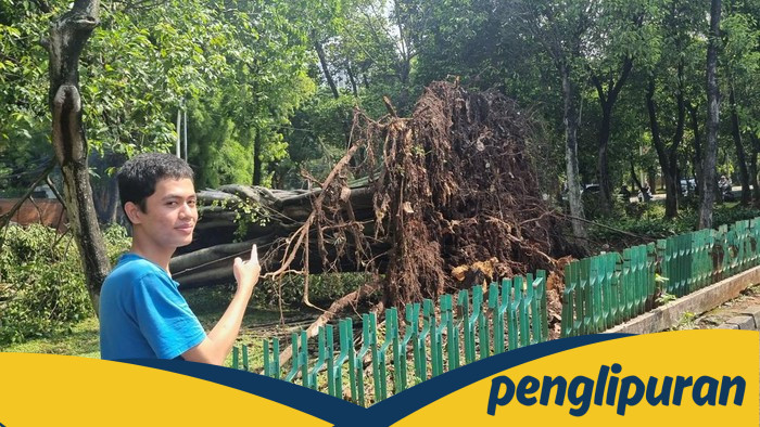 Cuaca Ekstrem Amputasi Pohon di Dharmawangsa, Akar Tercabut