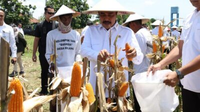 **Menteri Imipas Dukung Ketahanan Pangan dengan Panen 45 Ton Jagung di Sidoarjo**