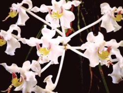 5 November, Hari Cinta Puspa dan Satwa: Yuk, Cari Tahu Cara Merayakannya!