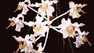 5 November, Hari Cinta Puspa dan Satwa: Yuk, Cari Tahu Cara Merayakannya!