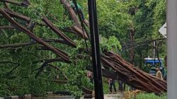 Pohon Beringin Besar di Menteng Tumbang, Ganggu Lalu Lintas di Jakpus