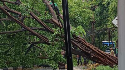 Pohon Beringin Besar di Menteng Tumbang, Ganggu Lalu Lintas di Jakpus