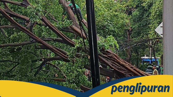 Pohon Beringin Besar di Menteng Tumbang, Ganggu Lalu Lintas di Jakpus