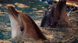 Bukti Bumi Rusak, Masalah Kesehatan Otak Lumba-lumba Terungkap Studi Baru