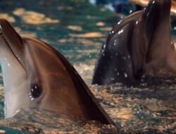 Bukti Bumi Rusak, Masalah Kesehatan Otak Lumba-lumba Terungkap Studi Baru