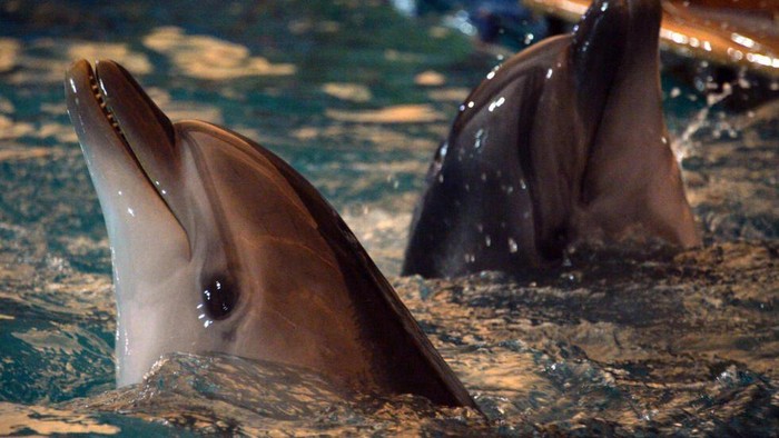 Bukti Bumi Rusak, Masalah Kesehatan Otak Lumba-lumba Terungkap Studi Baru