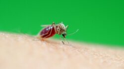 “Malaria Nyamuk Tropis Menyerang Korea Selatan untuk Pertama Kalinya!”