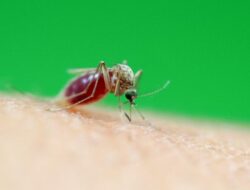 “Malaria Nyamuk Tropis Menyerang Korea Selatan untuk Pertama Kalinya!”