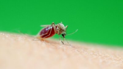 “Malaria Nyamuk Tropis Menyerang Korea Selatan untuk Pertama Kalinya!”