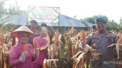 Brimob Polda Bengkulu Berkontribusi Besar, Panen 964 Kg Jagung Dukung Ketahanan Pangan