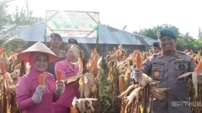 Brimob Polda Bengkulu Berkontribusi Besar, Panen 964 Kg Jagung Dukung Ketahanan Pangan