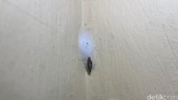 Gatal-gatal karena Kamitetep? Begini Cara Mengatasi saat Musim Hujan