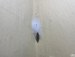 Gatal-gatal karena Kamitetep? Begini Cara Mengatasi saat Musim Hujan