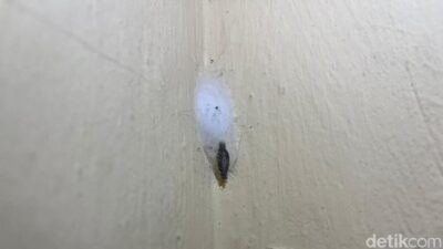 Gatal-gatal karena Kamitetep? Begini Cara Mengatasi saat Musim Hujan