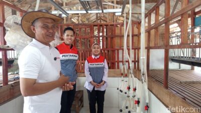 Peternak Lampung Ciptakan Susu Kambing Modern dari Kandang Bambu