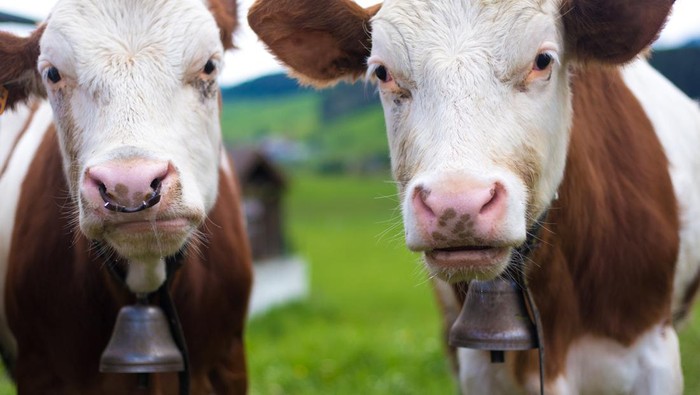 Dilarang Masuk Turki, 3 Ribu Sapi Terombang-Ambing 3 Minggu di Lautan: Tragedi atau Krisis Internasional?