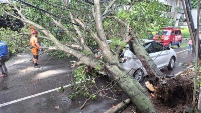 **Warga Cerita Detik-detik Pohon 15 Meter Tumbang Timpa Mobil di Bogor**