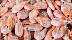 Empat Laboratorium Indonesia Lolos Persetujuan FDA, Uji Cs-137 pada Udang, Menuju Pembenaran Internasional!