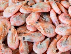 Empat Laboratorium Indonesia Lolos Persetujuan FDA, Uji Cs-137 pada Udang, Menuju Pembenaran Internasional!
