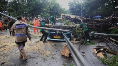 “Pohon Tumbang, DKI Akan Pangkas 5 Wilayah Ini Sebelum Musim Hujan”