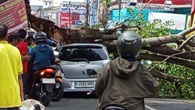 Pohon Tumbang, Mobil Rusak! Kejadian Menyedihkan di Ciputat Tanpa Angin Hujan