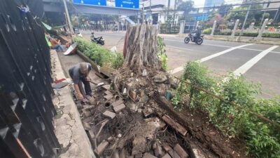 Pohon di Depan Kemenkeu: Saksi Sebut Sudah Goyang Sebelum Tumbang, Apa yang Terjadi?