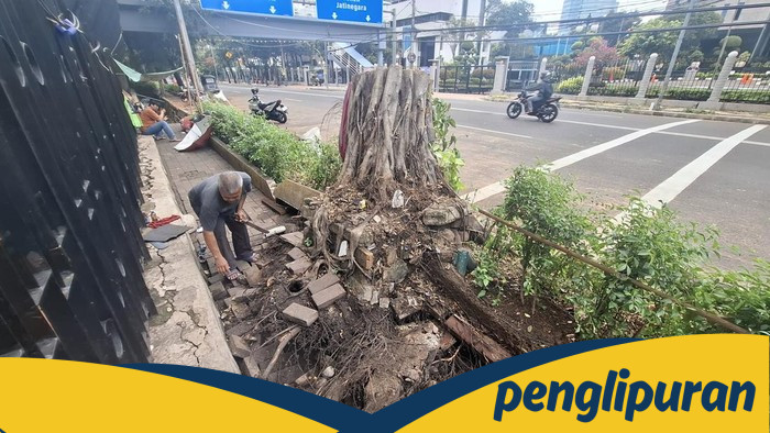 Pohon di Depan Kemenkeu: Saksi Sebut Sudah Goyang Sebelum Tumbang, Apa yang Terjadi?