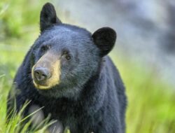 Beruang Masuk Mal di Akita, Jepang: Insiden Geger yang Tak Terduga