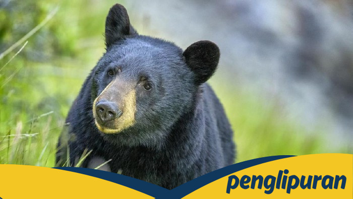 Beruang Masuk Mal di Akita, Jepang: Insiden Geger yang Tak Terduga