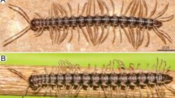 Inovasi Robot dalam Penemuan Spesies Baru ‘Kaki Seribu Naga’ di Thailand