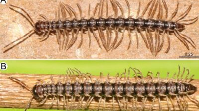 Inovasi Robot dalam Penemuan Spesies Baru ‘Kaki Seribu Naga’ di Thailand