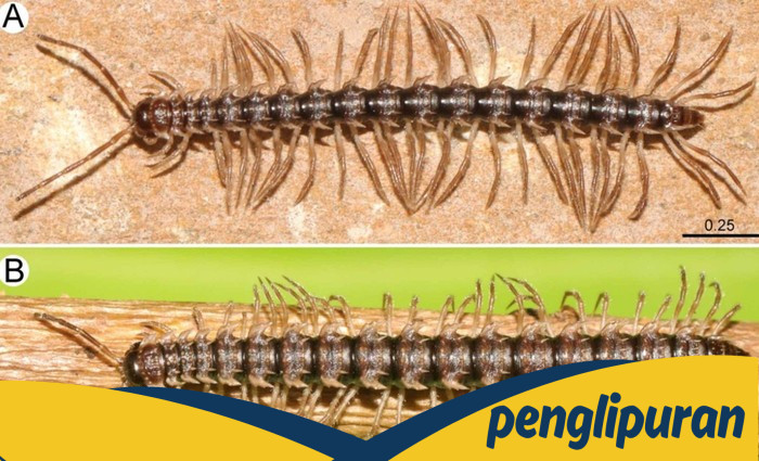 Inovasi Robot dalam Penemuan Spesies Baru 'Kaki Seribu Naga' di Thailand