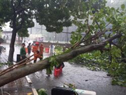 Pohon Tumbang Timpa Motor Akibat Hujan Deras-Angin Kencang di Bogor: Petaka Manusia vs Alam di Hati Kota