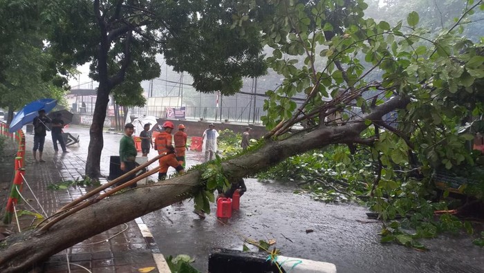 Pohon Tumbang Timpa Motor Akibat Hujan Deras-Angin Kencang di Bogor: Petaka Manusia vs Alam di Hati Kota