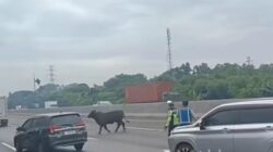 Sapi Berlarian di Tol Japek KM 58: Kenapa Lalu Lintas Lumpuh?