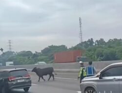 Sapi Berlarian di Tol Japek KM 58: Kenapa Lalu Lintas Lumpuh?
