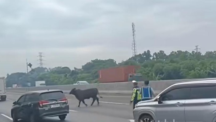 Sapi Berlarian di Tol Japek KM 58: Kenapa Lalu Lintas Lumpuh?