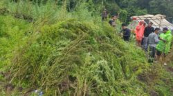 “Penampakan Ladang Ganja 51,75 Hektare di Aceh yang Dibongkar Bareskrim: Ancaman Besar bagi Pemberantasan Narkoba”
