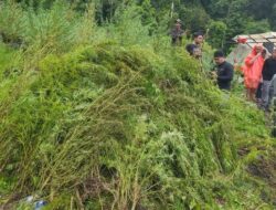“Penampakan Ladang Ganja 51,75 Hektare di Aceh yang Dibongkar Bareskrim: Ancaman Besar bagi Pemberantasan Narkoba”