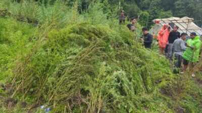 “Penampakan Ladang Ganja 51,75 Hektare di Aceh yang Dibongkar Bareskrim: Ancaman Besar bagi Pemberantasan Narkoba”