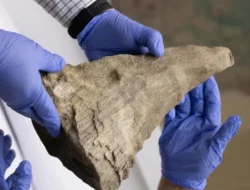 **Singapura Sita 35,7 Kg Cula Badak Selundupan, Nilainya Rp 14,6 M: Penyitaan Terbesar Sejak 2022**