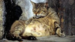 Pelihara Kucing, Kenali Risiko Terhadap Skizofrenia