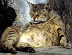 Pelihara Kucing, Kenali Risiko Terhadap Skizofrenia