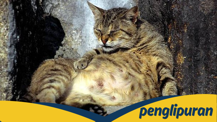 Pelihara Kucing, Kenali Risiko Terhadap Skizofrenia