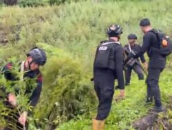 51,75 Hektare Ladang Ganja di Aceh: Dari Penemuan Sampai Pemusnahan Mengerikan