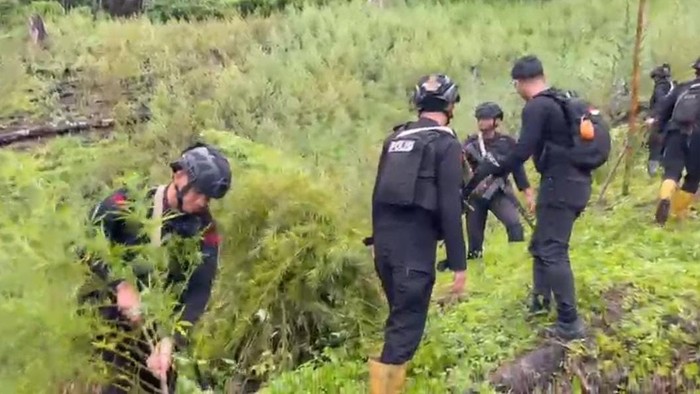 51,75 Hektare Ladang Ganja di Aceh: Dari Penemuan Sampai Pemusnahan Mengerikan