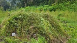 **Terungkap! Modus Pengangkutan Ganja di Gayo Lues: Dihanyutkan Melalui Sungai**