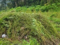 **Terungkap! Modus Pengangkutan Ganja di Gayo Lues: Dihanyutkan Melalui Sungai**