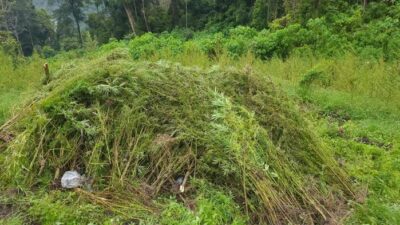 **Terungkap! Modus Pengangkutan Ganja di Gayo Lues: Dihanyutkan Melalui Sungai**